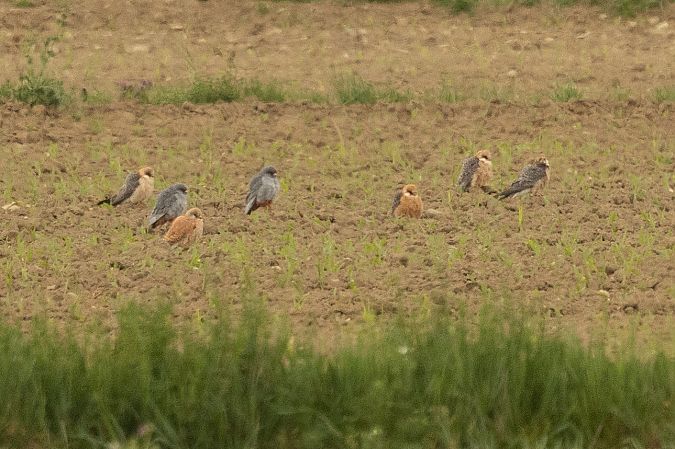 Faucon crécerellette  - Andreas Tiefenbach