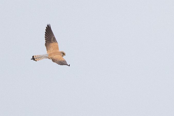 Faucon crécerellette  - Andreas Tiefenbach