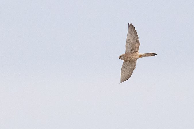 Faucon crécerellette  - Andreas Tiefenbach
