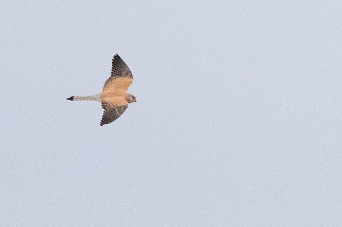 Faucon crécerellette  - Andreas Tiefenbach