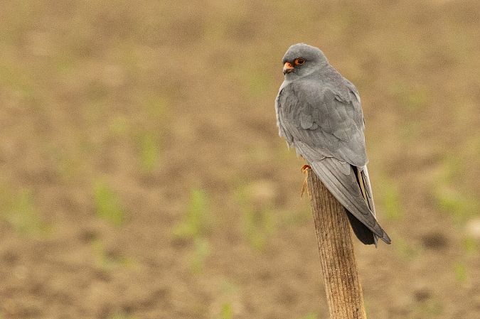 Faucon kobez  - Andreas Tiefenbach