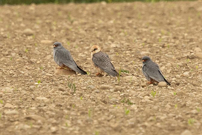 Faucon kobez  - Andreas Tiefenbach