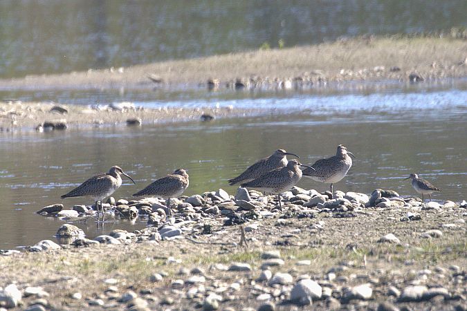 Courlis corlieu  - Werner Petutschnig