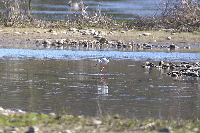 Echasse blanche  - Werner Petutschnig