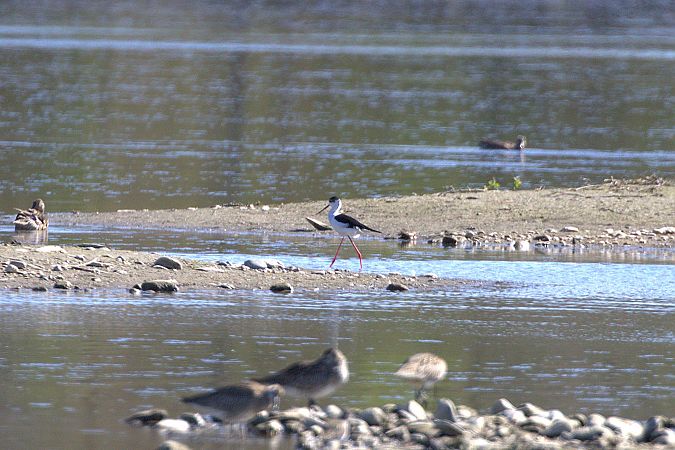 Echasse blanche  - Werner Petutschnig