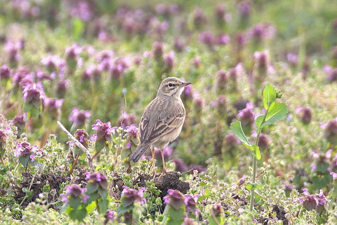 Pipit rousseline  - Werner Petutschnig