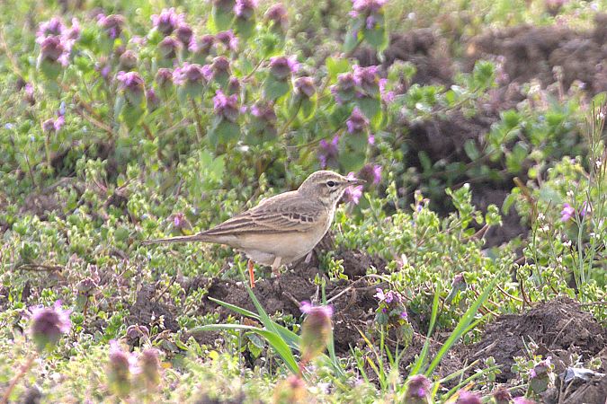 Pipit rousseline  - Werner Petutschnig
