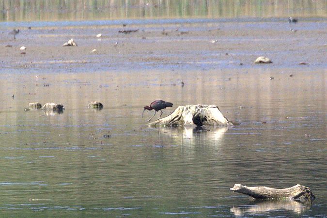 Ibis falcinelle  - Werner Petutschnig