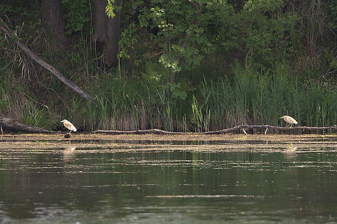 Crabier chevelu  - Werner Petutschnig