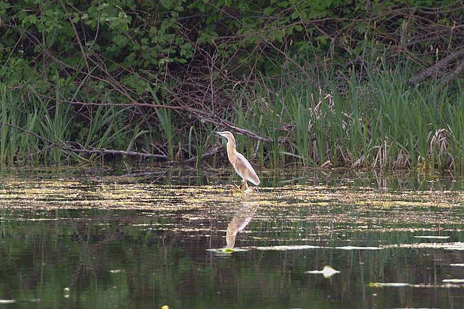 Crabier chevelu  - Werner Petutschnig