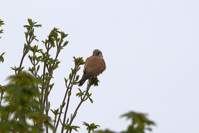Faucon crécerellette  - Werner Petutschnig