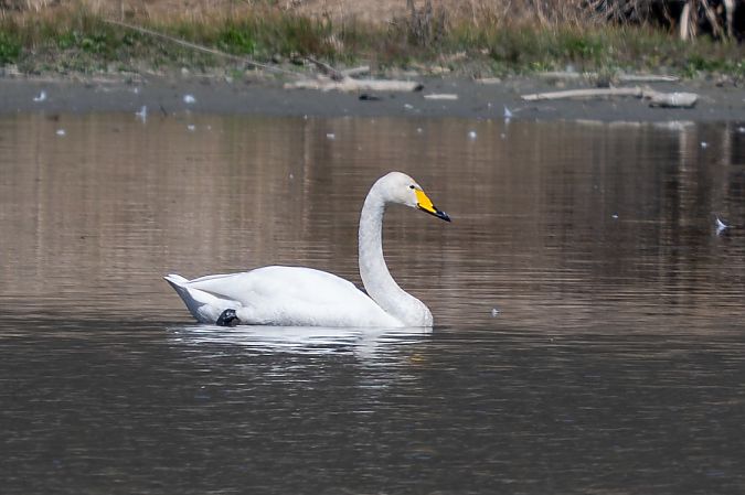 Cygne chanteur  - Holger Köhler