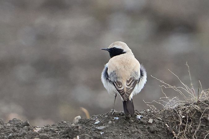 Traquet du désert  - Klemens Aichner