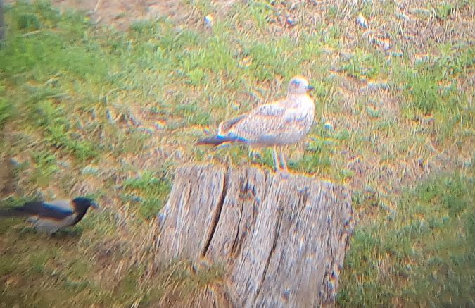 Goéland argenté  - Robert Berger