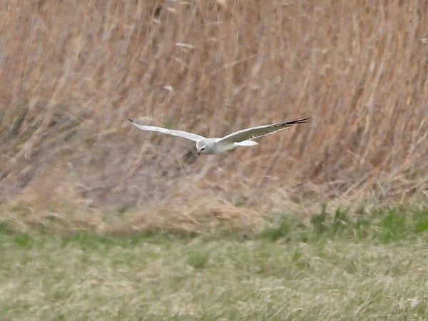 Busard pâle  - Sebastian Zysk