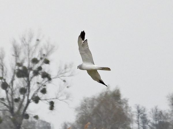 Busard pâle  - Sebastian Zysk