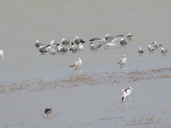 Sterne caspienne  - Klaudia Fuchs