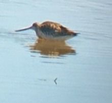 Barge rousse  - Miriam Schindler