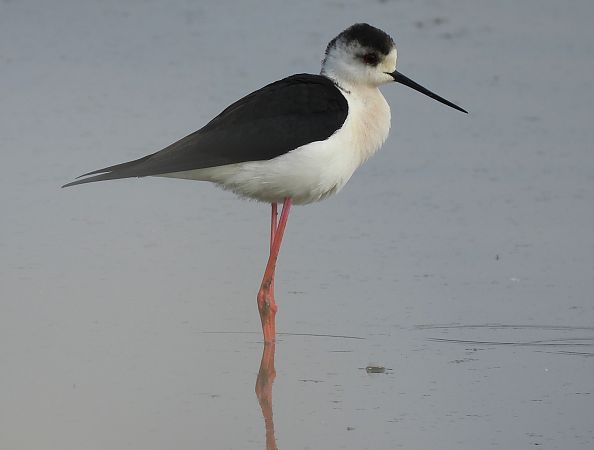 Echasse blanche  - Benjamin Hofmann