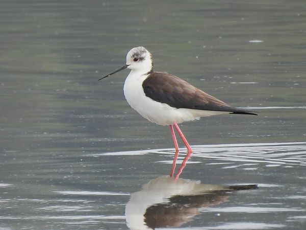 Stelzenläufer  - Benjamin Hofmann