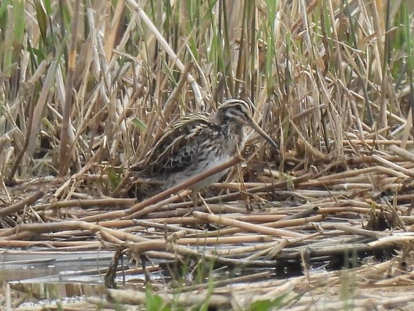 Bécassine sourde  - Benjamin Hofmann