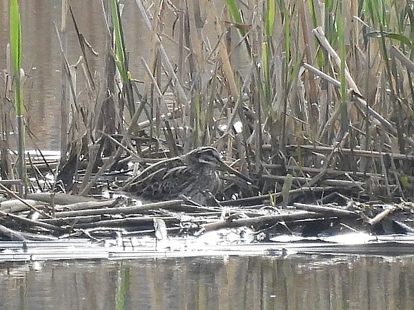 Bécassine sourde  - Benjamin Hofmann
