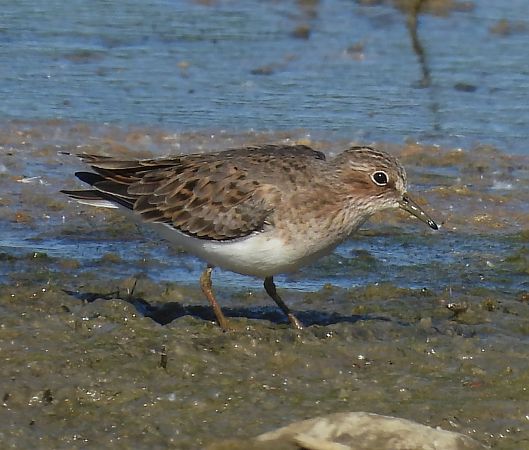 Bécasseau de Temminck  - Benjamin Hofmann