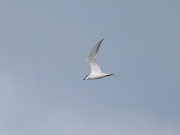 Sterne hansel  - Markus Bachmann