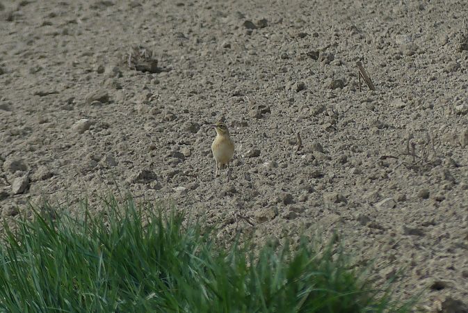 Pipit rousseline  - Dario Track