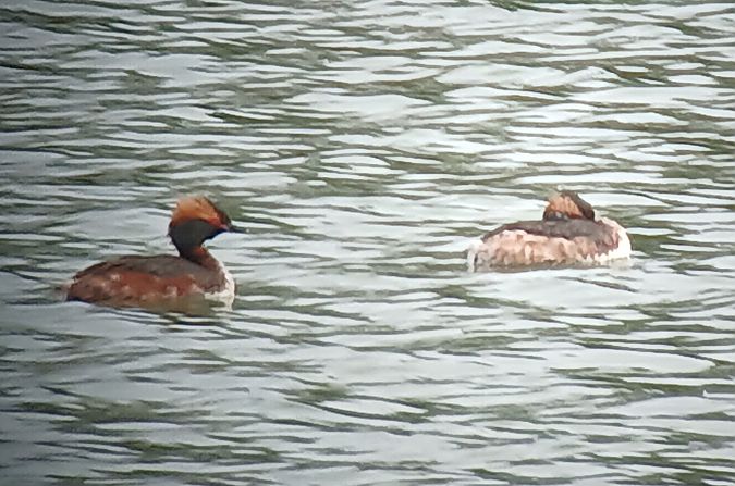 Grèbe esclavon  - Dario Track