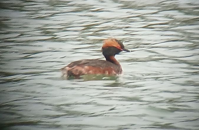 Grèbe esclavon  - Dario Track