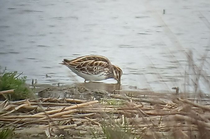 Bécassine sourde  - Dario Track