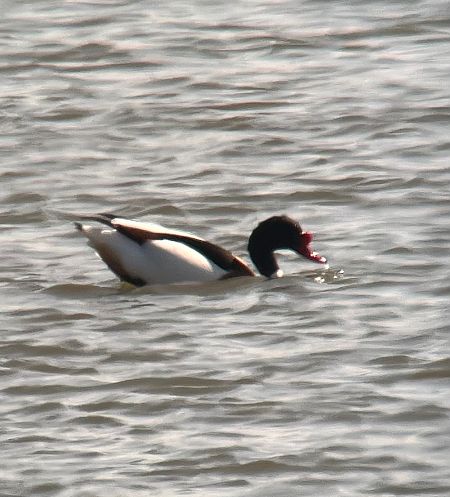 Tadorne de Belon  - Oliver Kail