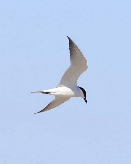 Sterne hansel  - Oliver Kail