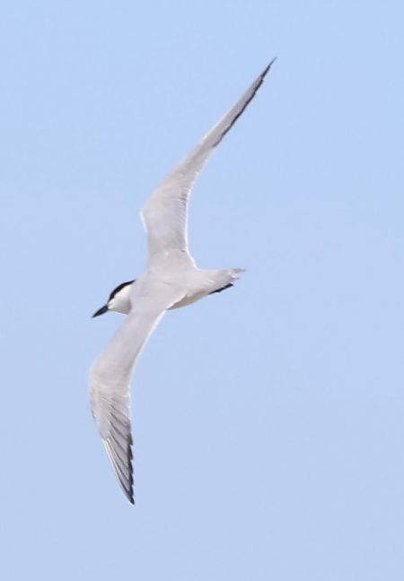 Sterne hansel  - Oliver Kail