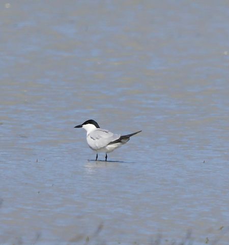 Sterne hansel  - Oliver Kail