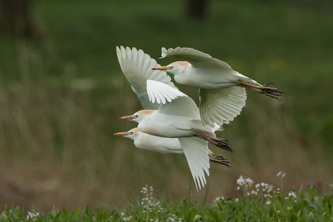Héron garde-boeufs  - Werner Manfred Türtscher