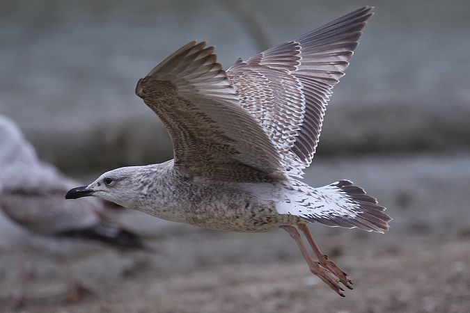 Goéland hybride indéterminé  - Wolfgang Schweighofer