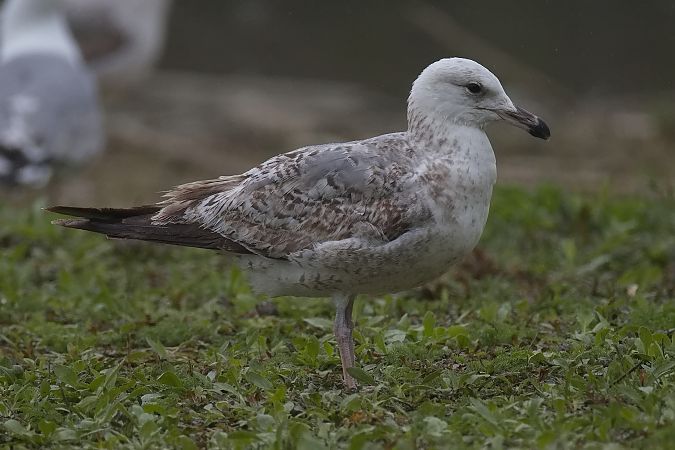 Goéland hybride indéterminé  - Wolfgang Schweighofer