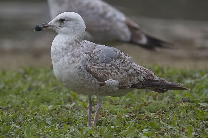 Goéland hybride indéterminé  - Wolfgang Schweighofer