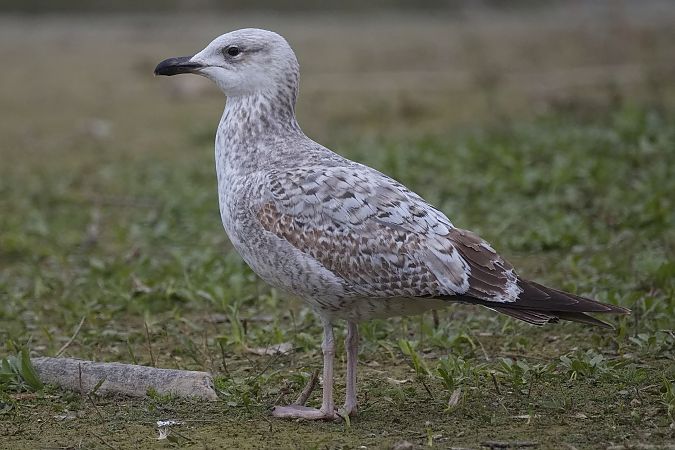 Goéland hybride indéterminé  - Wolfgang Schweighofer