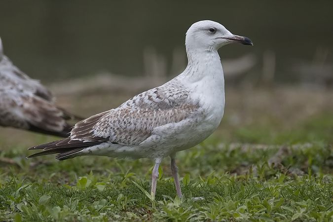 Goéland hybride indéterminé  - Wolfgang Schweighofer