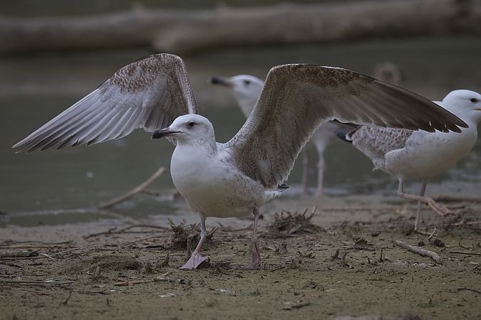 Goéland hybride indéterminé  - Wolfgang Schweighofer