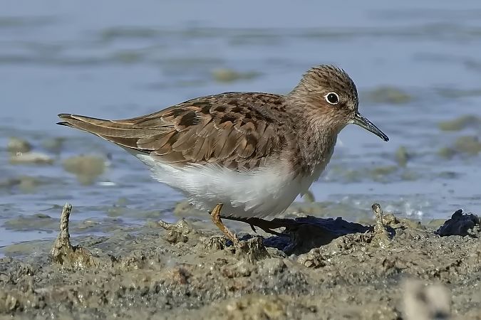 Bécasseau de Temminck  - Wolfgang Schweighofer