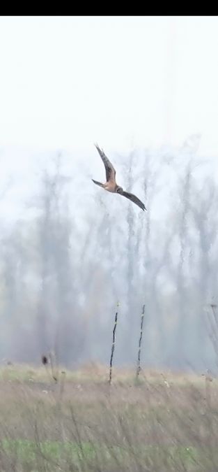 Busard pâle  - Christine Ludwig