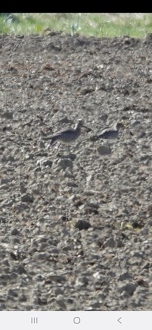 Courlis corlieu  - Christine Ludwig