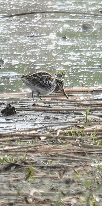 Bécassine sourde  - Christine Ludwig