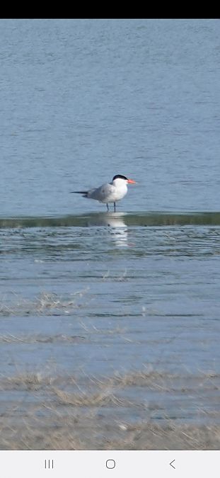 Sterne caspienne  - Christine Ludwig