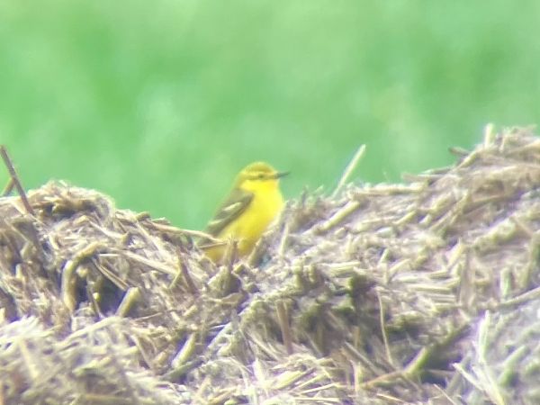Bergeronnette flavéole (ssp. flavissima)  - Georg Amann