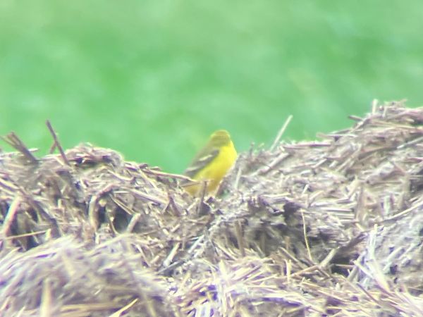 Schafstelze (ssp .flavissima): Gelbköpfige S  - Georg Amann